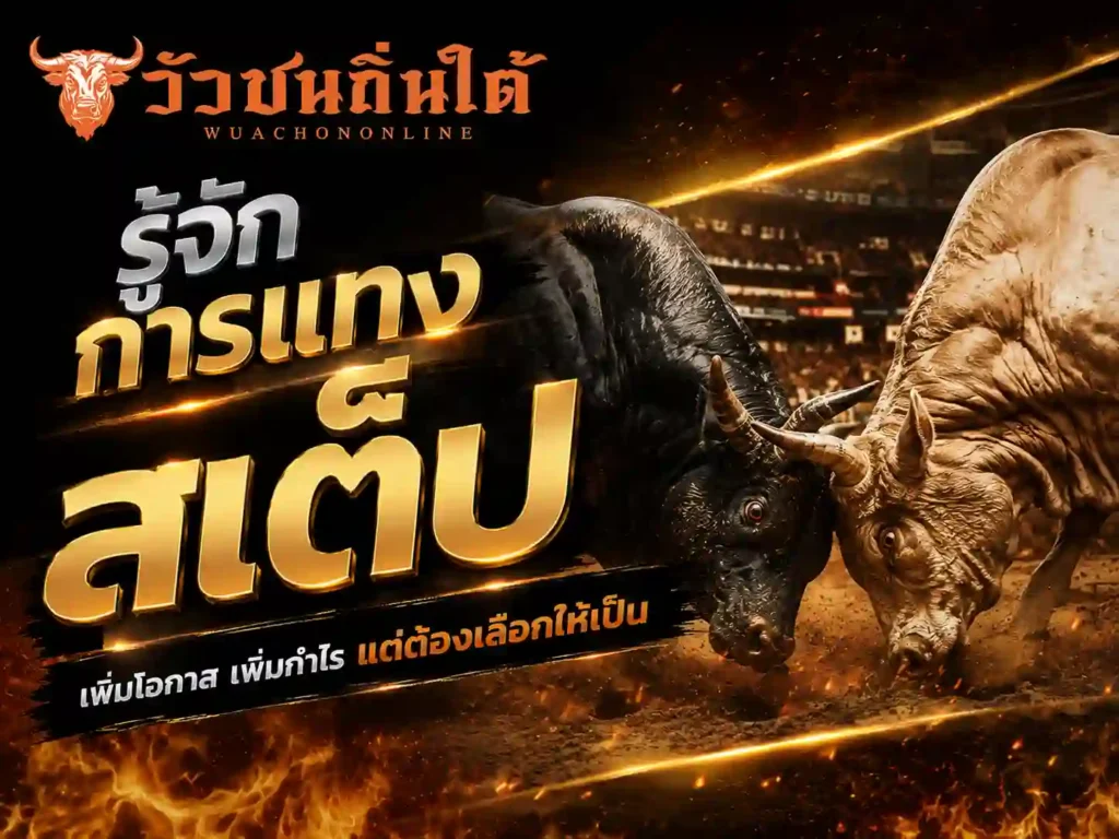 วัวชน รู้จักการแทงสเต็ป