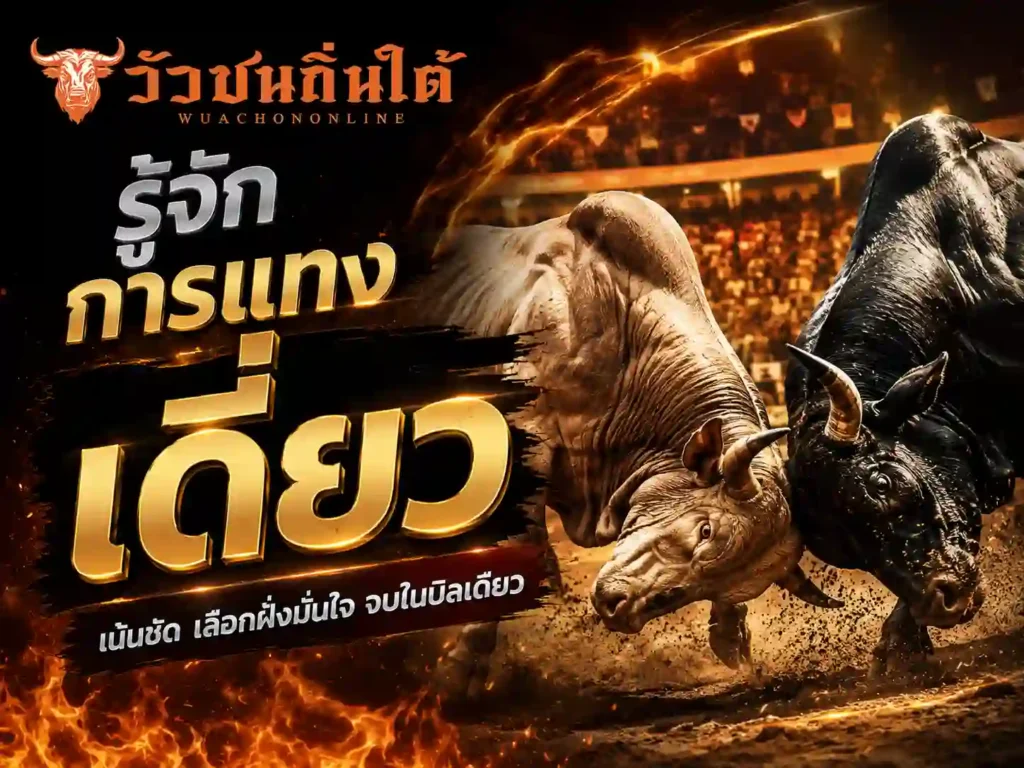 วัวชน รู้จักการแทงเดี่ยว