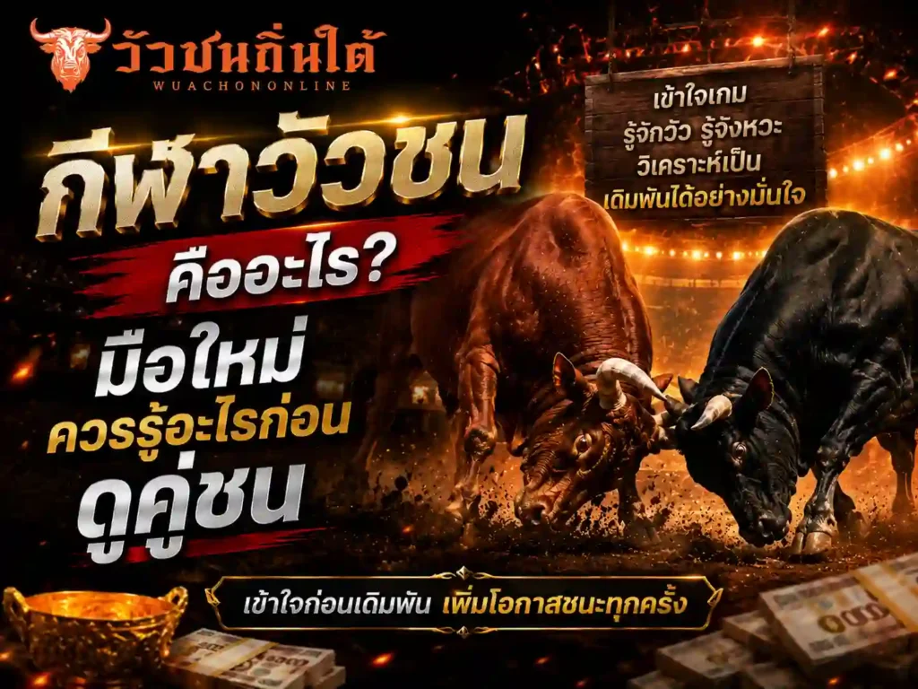 กีฬาวัวชน คืออะไร มือใหม่ควรรู้อะไรก่อนดูคู่ชน