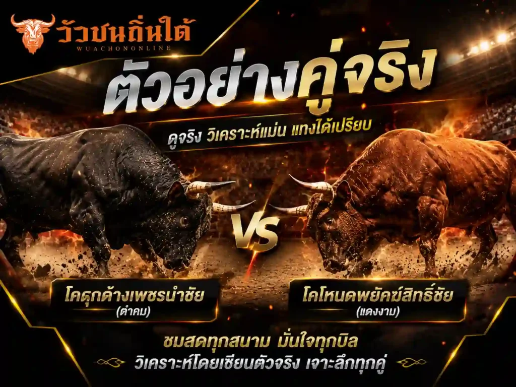 ตัวอย่างคู่จริง วัวชน